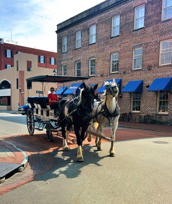 Savannah_horse_carriage